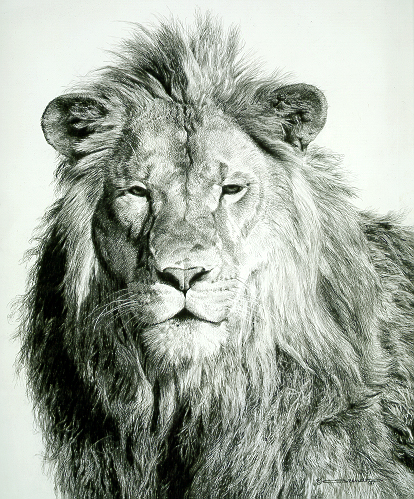 Lion Face Pencil Drawing at PaintingValley.com | Explore collection of ...