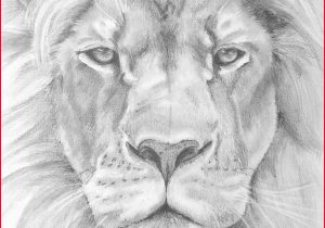 300x210 Lion Pencil Drawing Lion Face Pencil Drawing Special - Lion Face Pencil Drawing