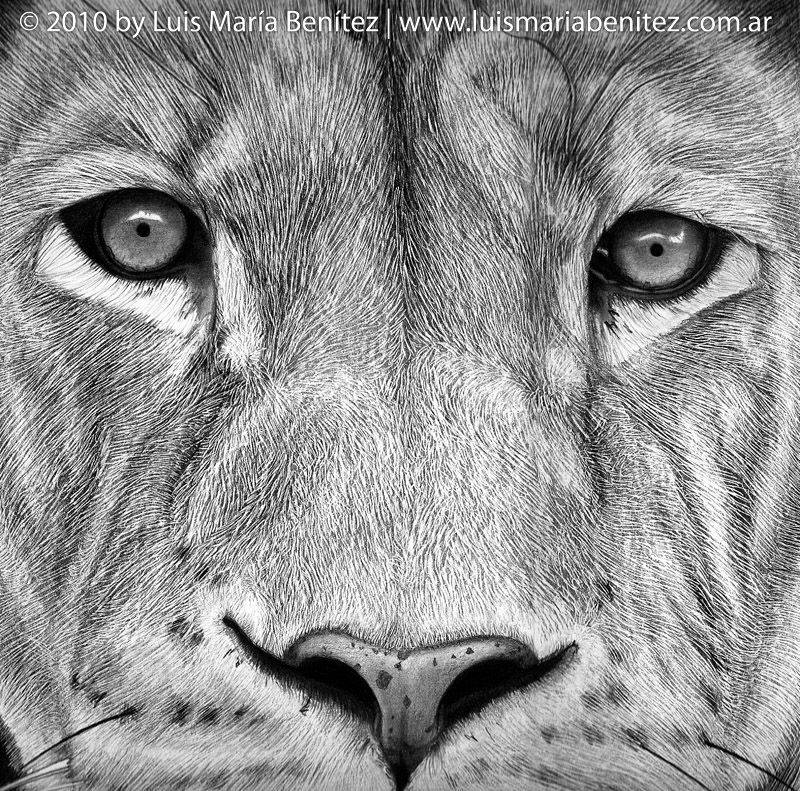 800x791 Lion Face - Lion Face Pencil Drawing