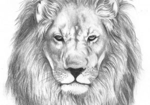 300x210 Pencil Drawings Of Lions Lion Face Pencil Drawing At Getdrawings - Lion Face Pencil Drawing