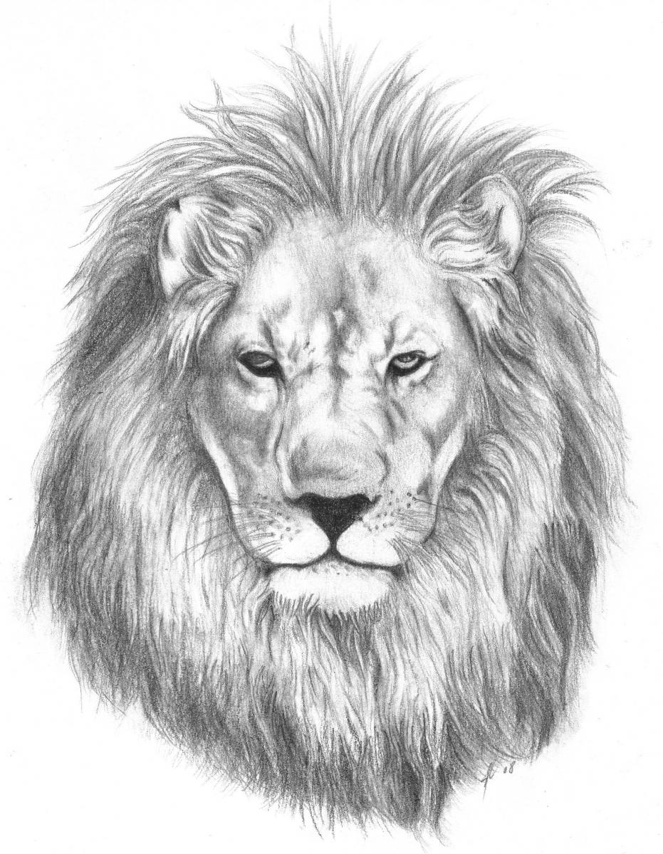 Lion Face Pencil Drawing Step By Step