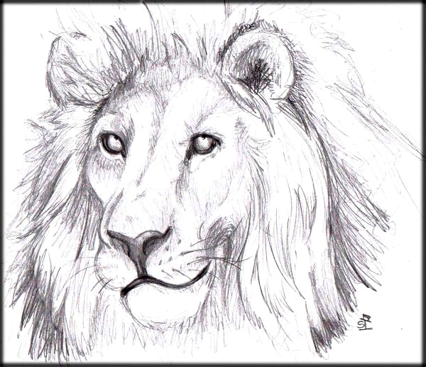 600x516 Photos Drawing Of A Lion Face - Lion Face Pencil Drawing
