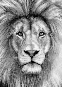 212x297 Drawings Pencil Drawings Of Animals - Lion Face Pencil Drawing