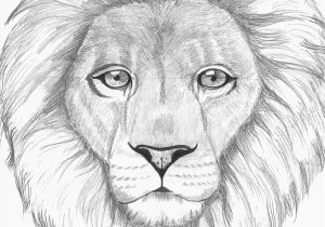 300x210 A Lion Step - Lion Face Pencil Drawing