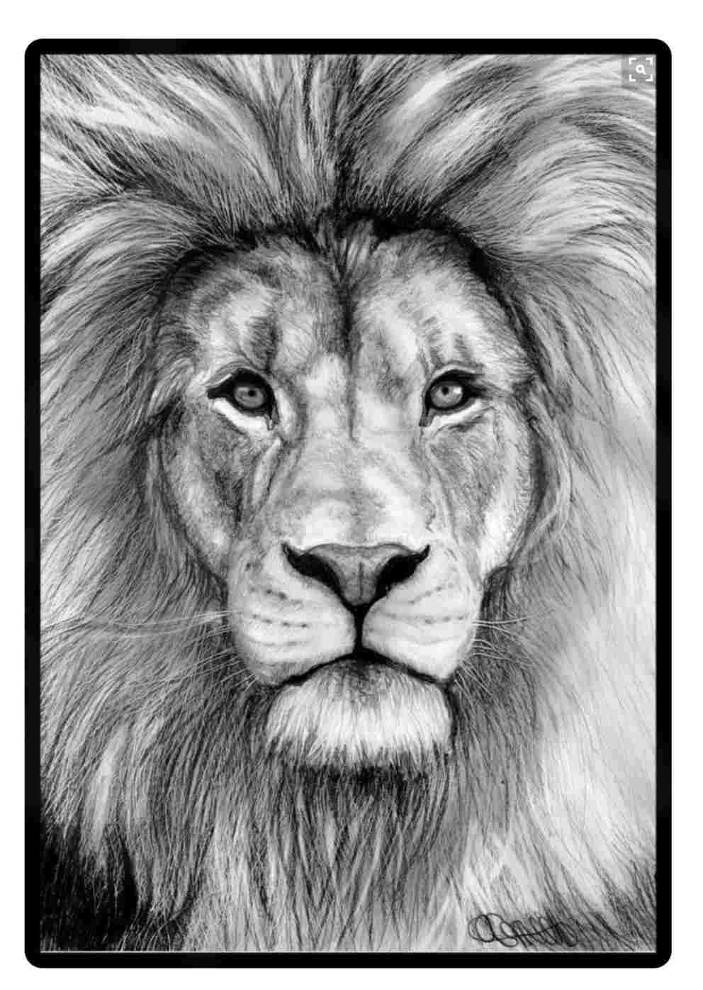 a lion drawing