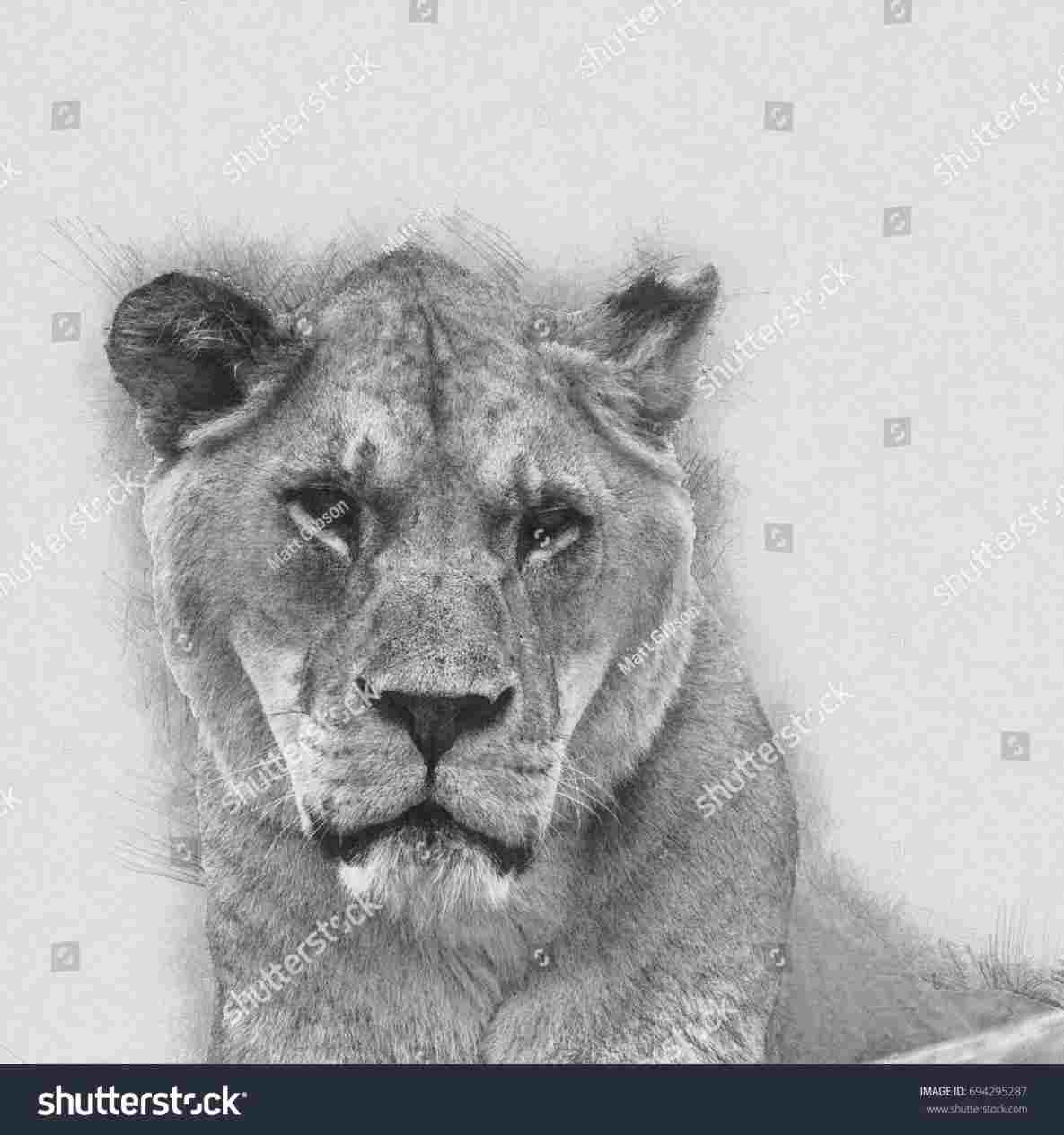 1185x1264 Face Sketchrhmostaqahmedartstationcom Mostaq Pencil Sketch Of Lion - Lion Face Pencil Drawing