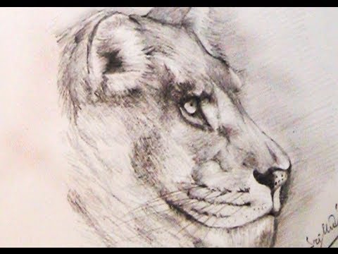 480x360 how to draw a lion using pencil yzarts yzarts - Lion Face Pencil Drawing
