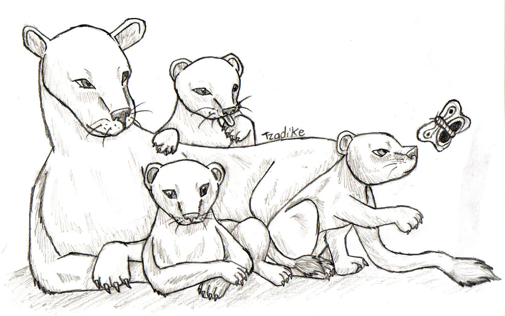 1607x1005 Lion Family Sketch - Lion Family Drawing