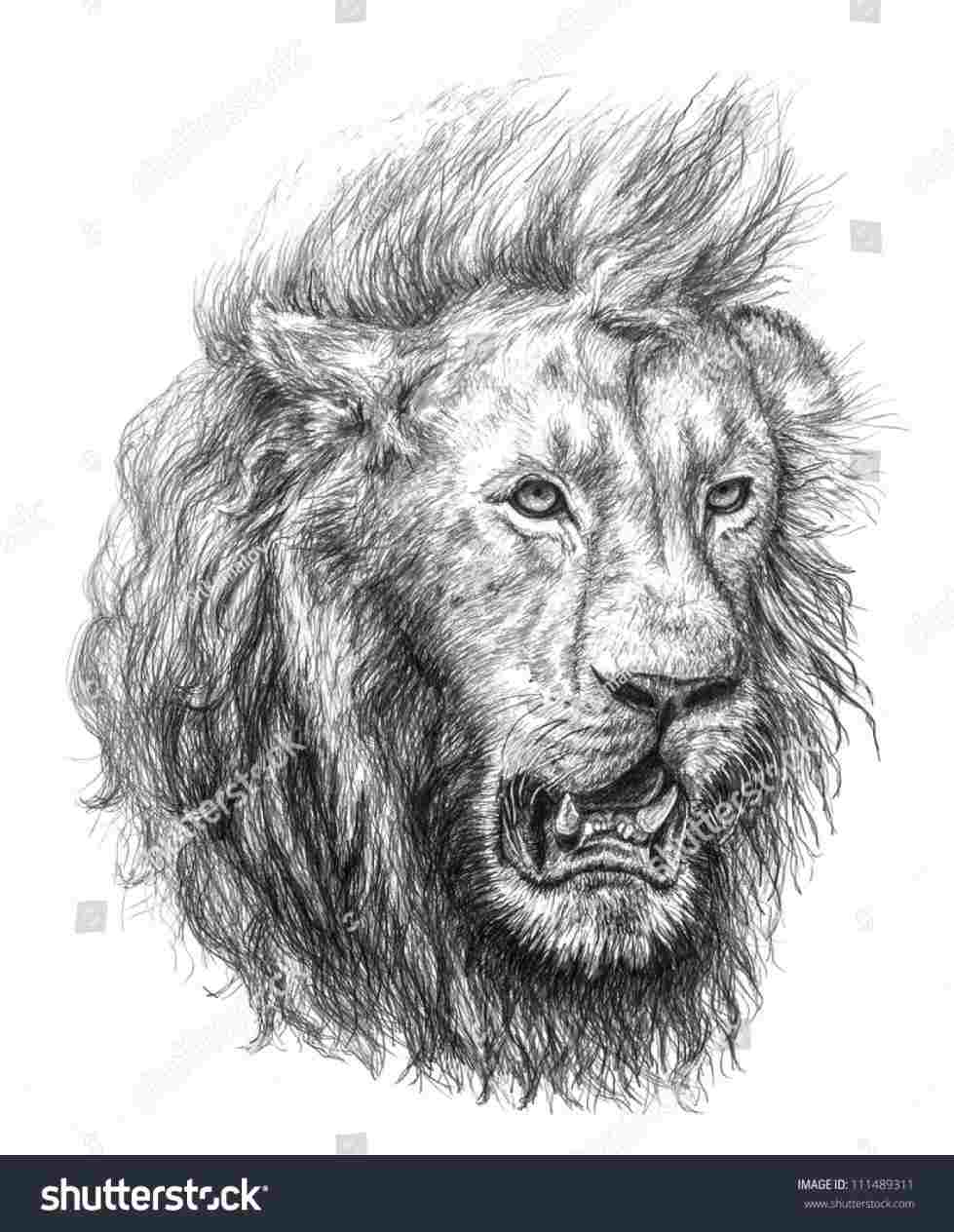 979x1264 lion noble lion u pencil sketch asymmetry - Lion Family Drawing