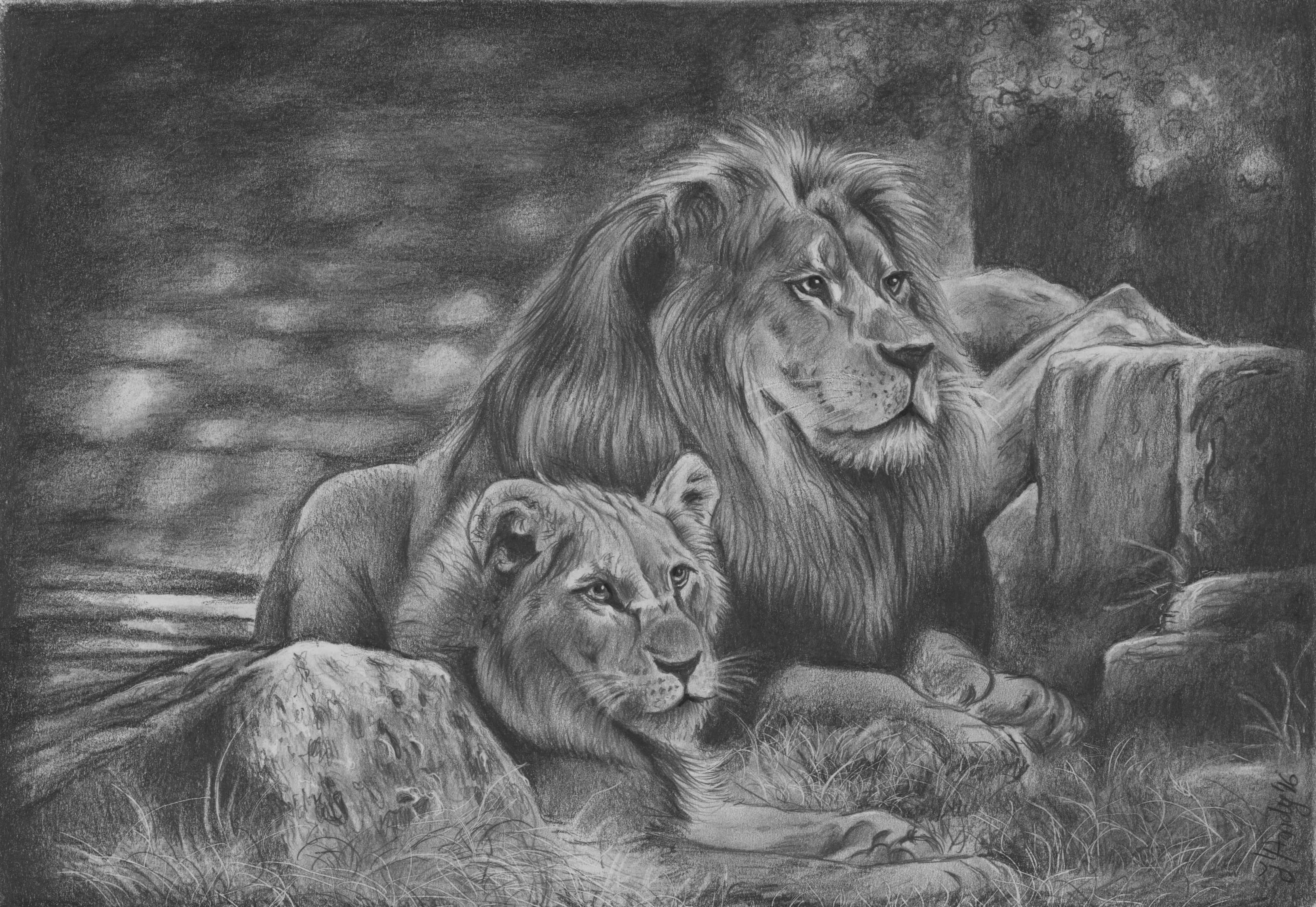 Lion Family Drawing at Explore collection of Lion