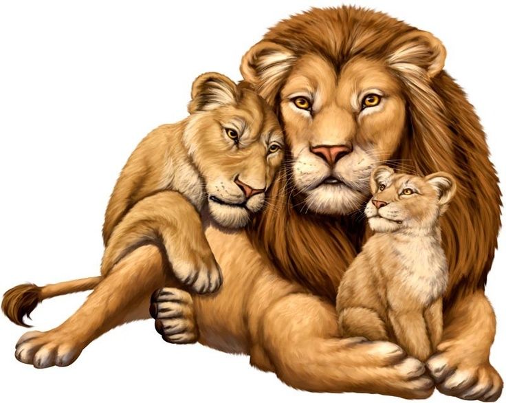 736x586 Lion King Family Tattoos Lion Family - Lion Family Drawing
