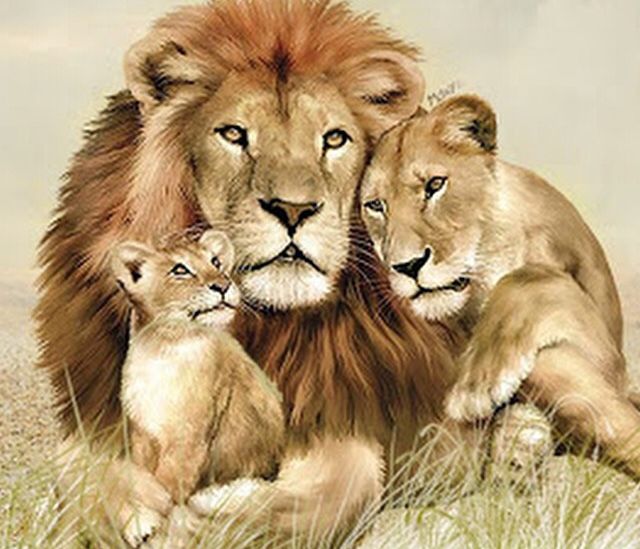 640x549 smurfs africa lion family, lion, lion cat - Lion Family Drawing