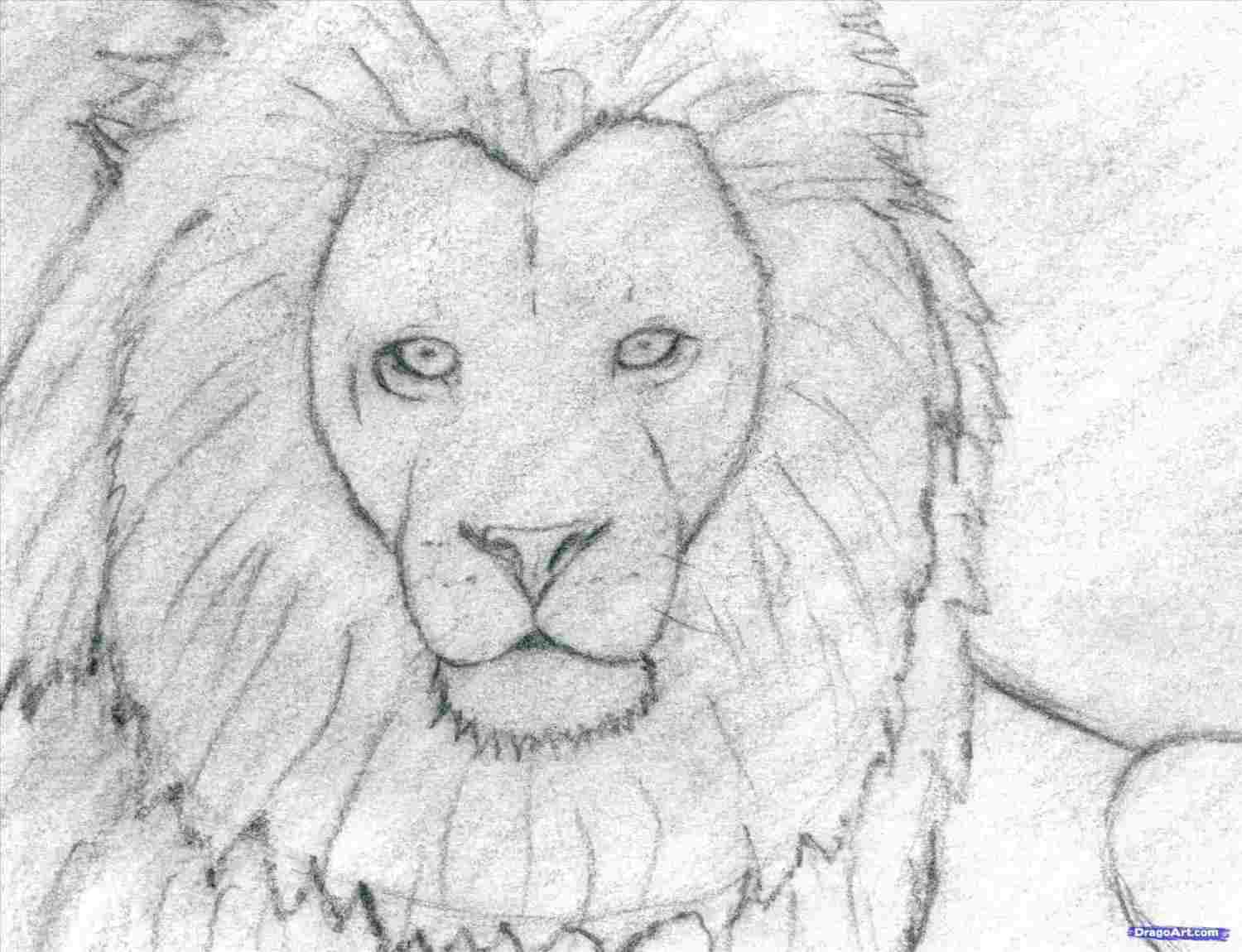 1500x1150 Drawing Tattoo Rhcom Lions Pencil Sketch - Lion Family Drawing