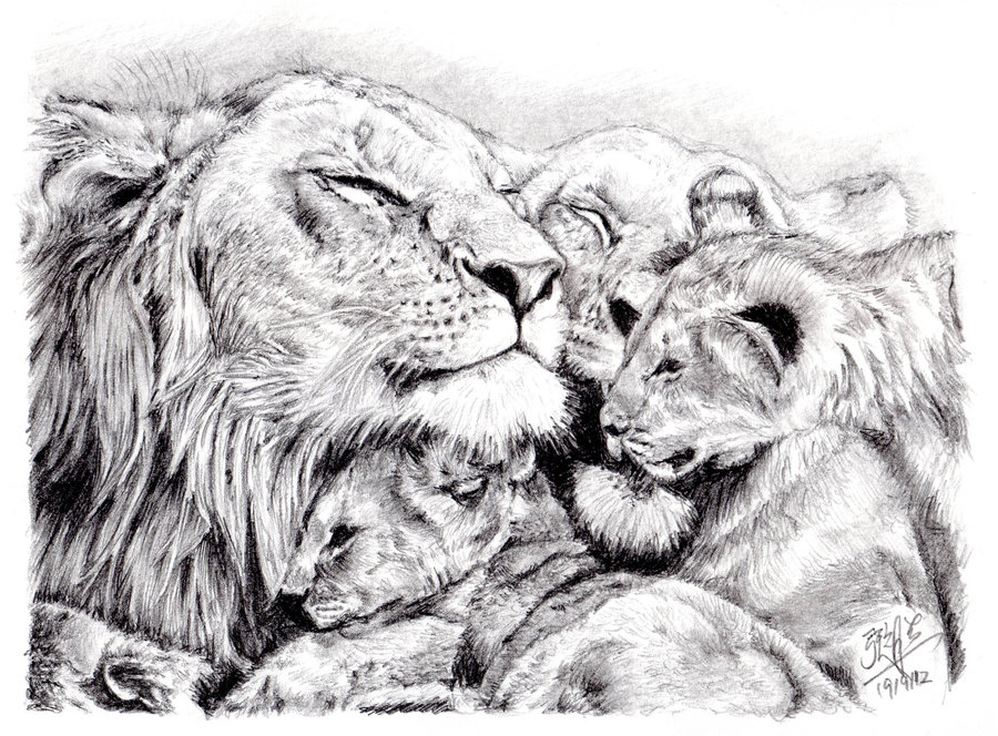 Lion Family Drawing at Explore collection of Lion