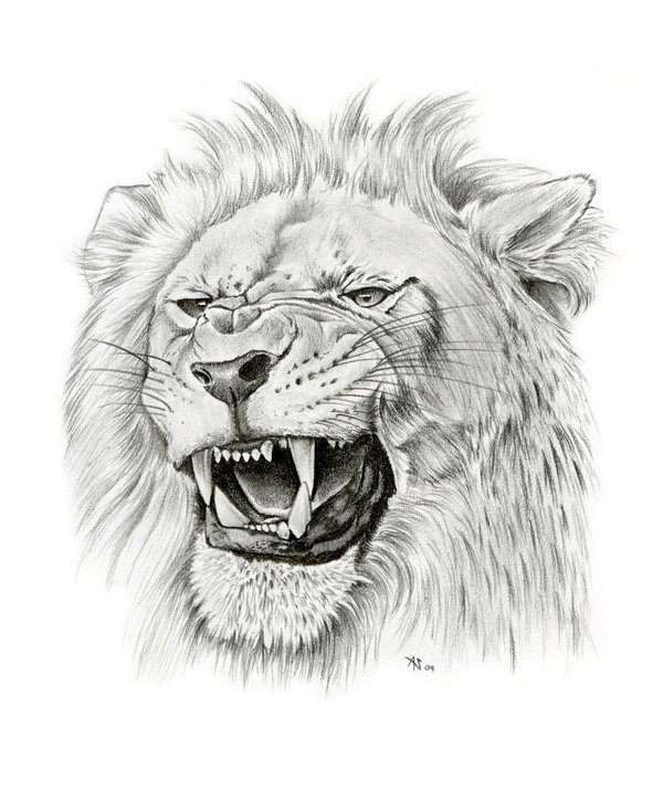 600x726 Lion Face Roaring Drawing - Lion Growling Drawing