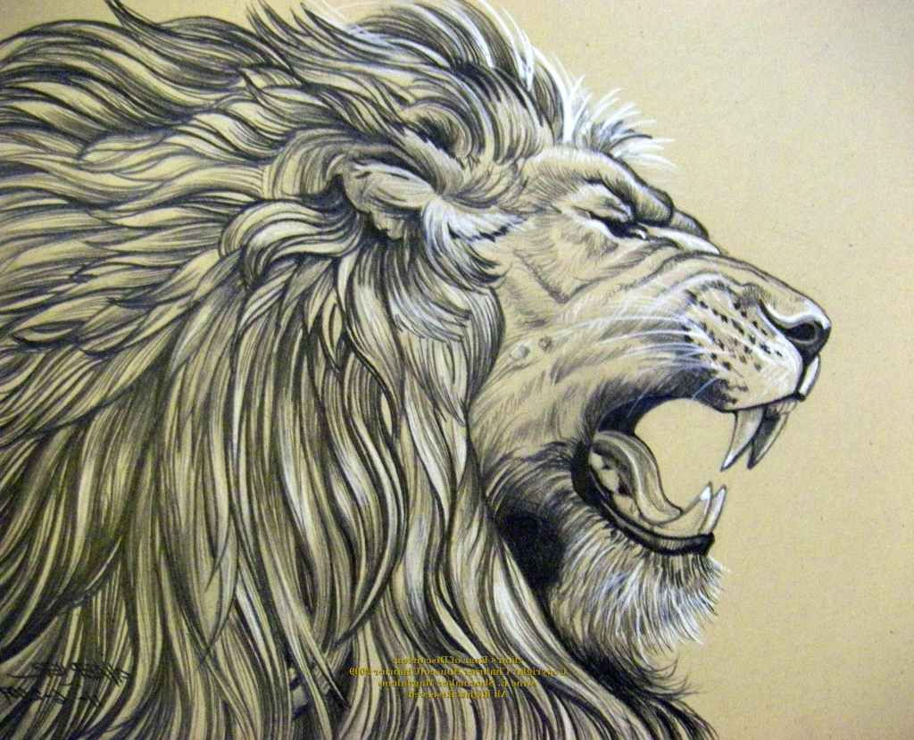 1024x829 snarling wolf drawing - Lion Growling Drawing