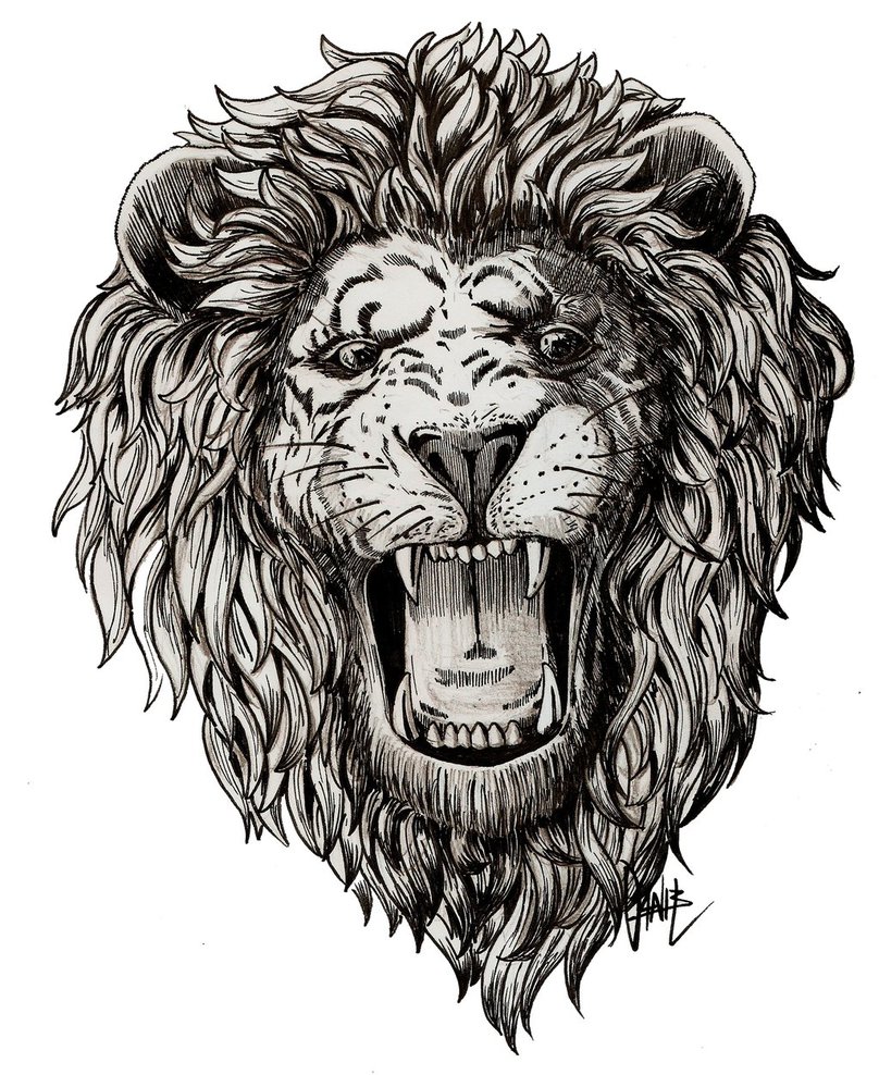 808x988 growling lion drawing - Lion Growling Drawing