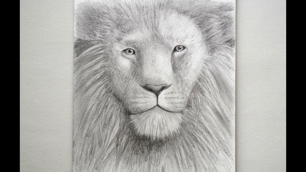 1280x720 How To Draw A Lion's Head - Lion Head Drawing