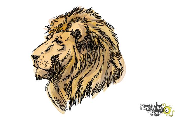 600x400 How To Draw A Lion Head - Lion Head Drawing