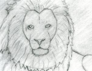 302x232 How To Sketch A Lion, Step - Lion Head Drawing