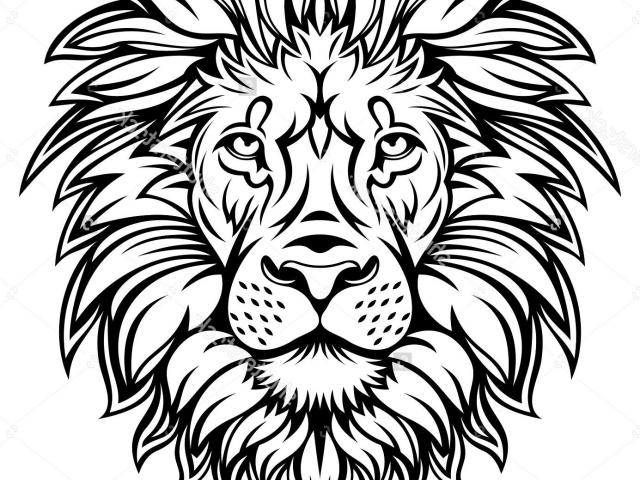 640x480 Lion Head Drawing - Lion Head Drawing