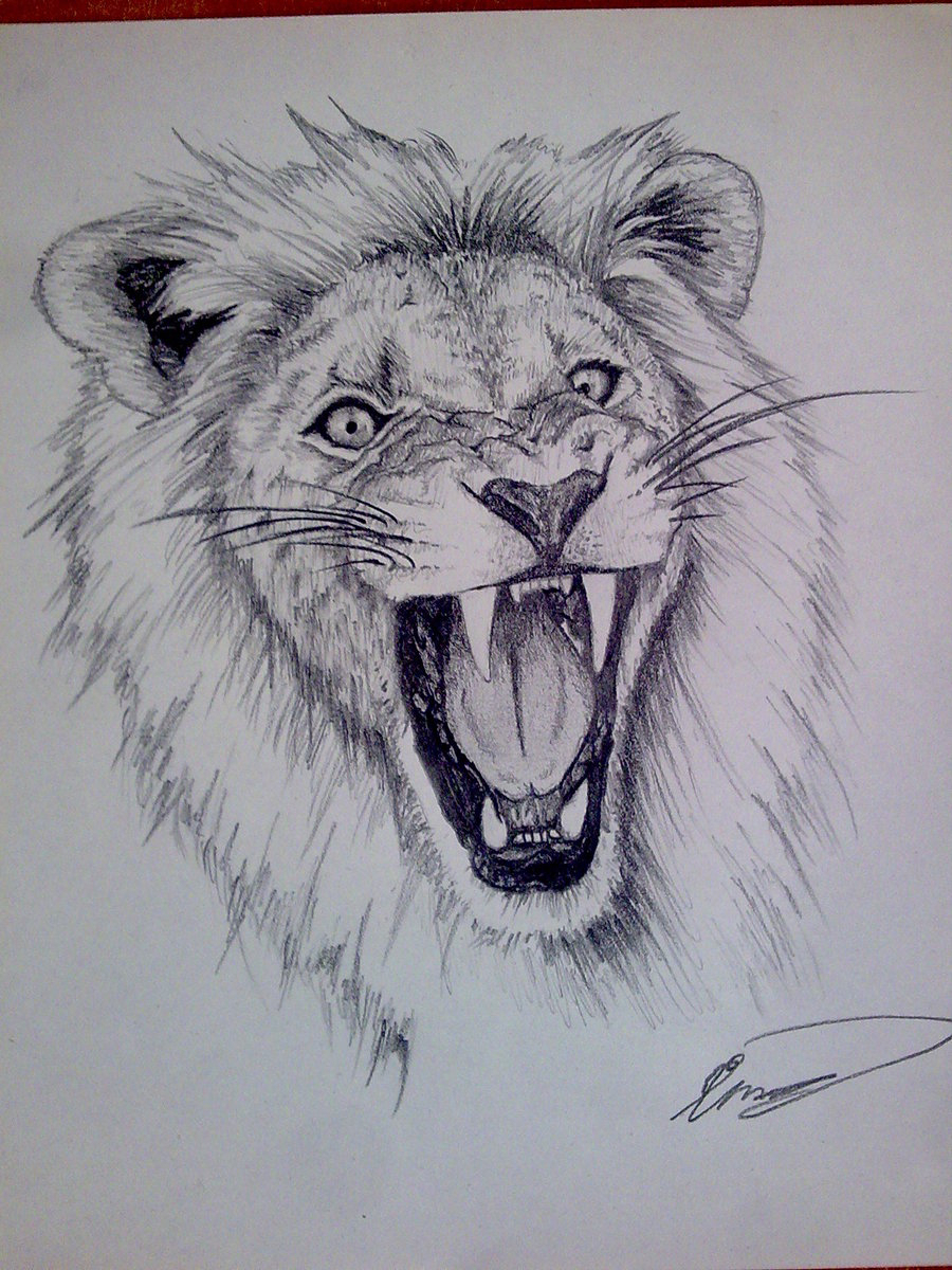 900x1200 Pencil Sketch Of Lion Head - Lion Head Drawing