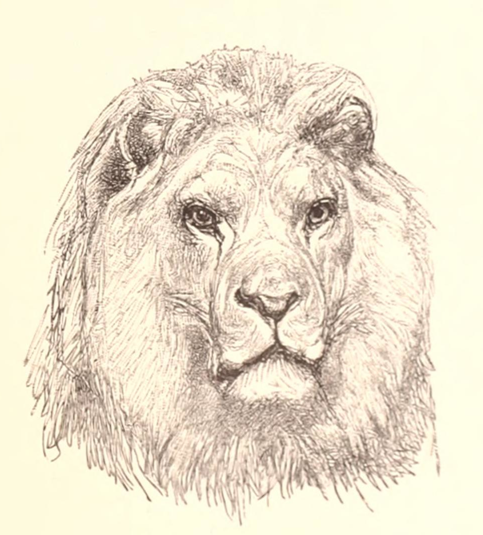 968x1071  - Lion Head Drawing