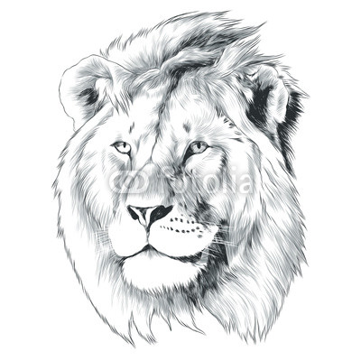 400x400 Sketch Of Lion Head Vector Graphics Monochrome Black And White - Lion Head Drawing