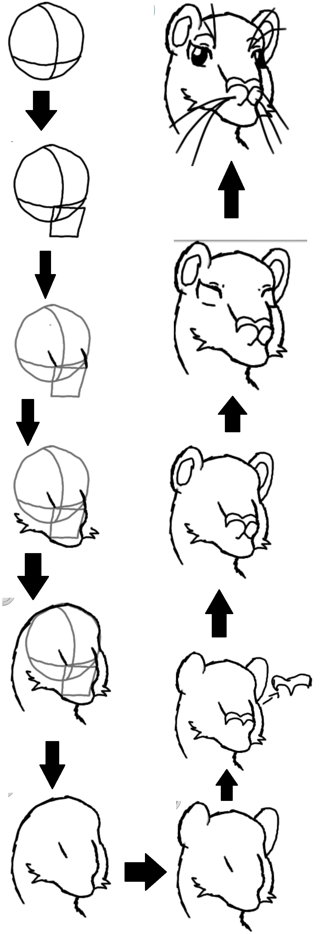 1104x3200 Lion Head Drawing For Kids - Lion Head Drawing Step By Step