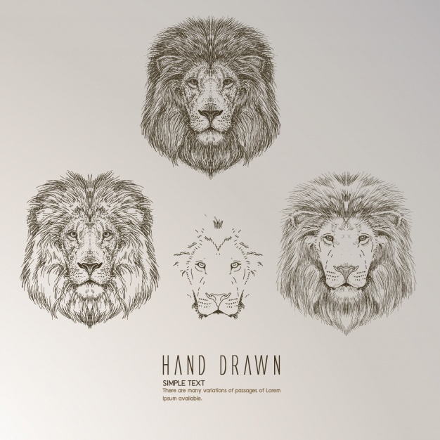 626x626 Lion Vectors, Photos And Free Download - Lion Head Outline Drawing