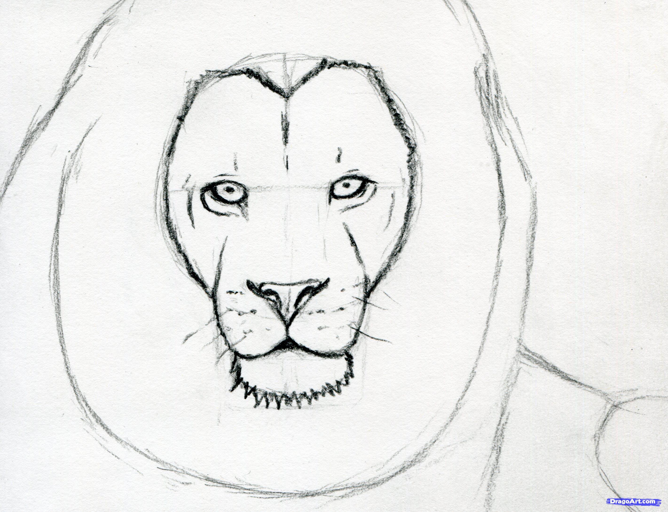 2842x2179 Step How To Sketch A Lion - Lion Head Outline Drawing