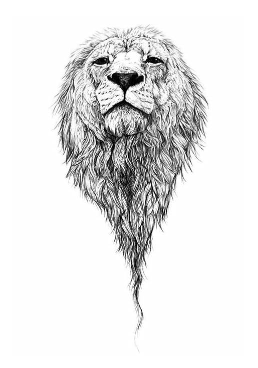 515x735 Lion Head Tattoo Drawing - Lion Head Tattoo Drawing