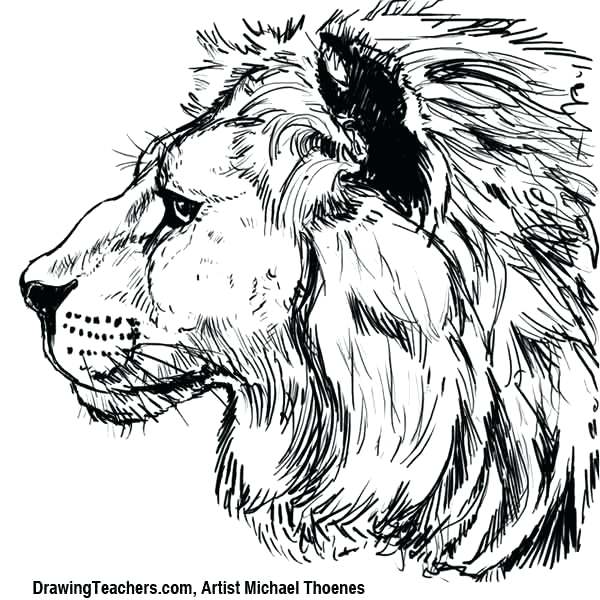 600x600 How To Draw A Lion Step - Lion King Lion Drawing