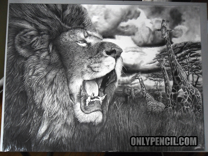 667x500 Lion King Pencil Drawing - Lion King Pencil Drawing