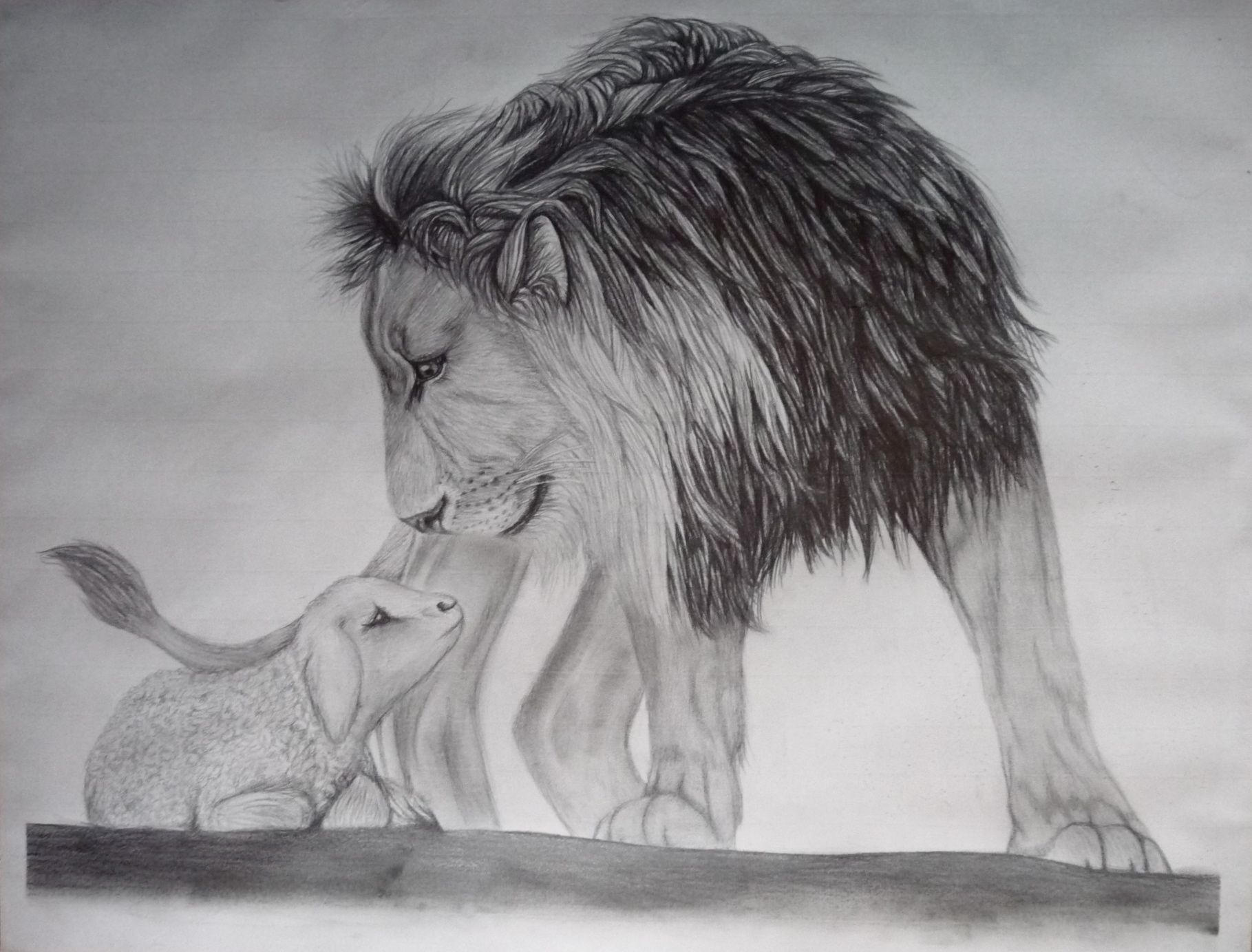 1819x1383 lion and lamb in pencil tattoospirecings lamb tattoo, lion - Lion Lamb Drawing