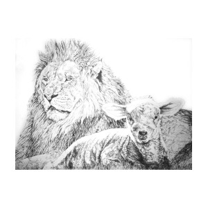 300x300 The Lion And The Lamb Drawing - Lion Lamb Drawing