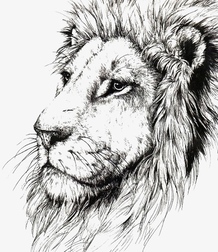 Lion Line Drawing at PaintingValley.com | Explore collection of Lion