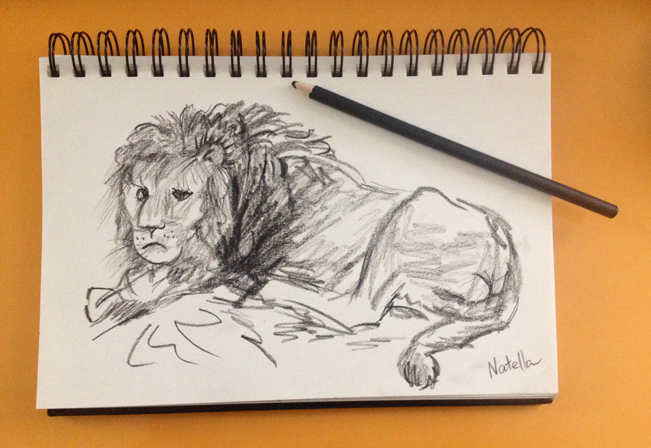 Lion Lying Down Drawing at Explore collection of