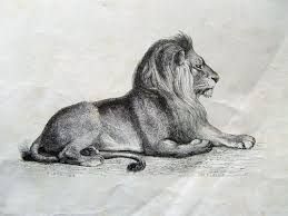 259x194 Image Result For Lion Lying Down Drawing Animali Dibujar Arte - Lion Lying Down Drawing