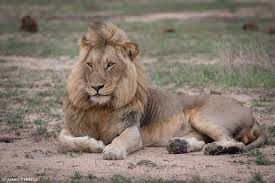 275x183 Image Result For Lion Lying Down Drawing Lion Lion, Animals - Lion Lying Down Drawing