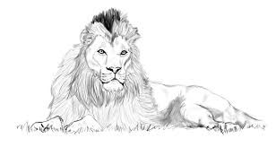 308x164 Image Result For Lion Lying Down Drawing Lion Lion Drawing - Lion Lying Down Drawing