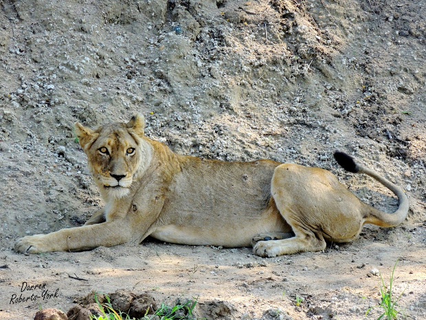 620x465 Lying Lion Drawing Pictures And Ideas On Meta Networks - Lion Lying Down Drawing