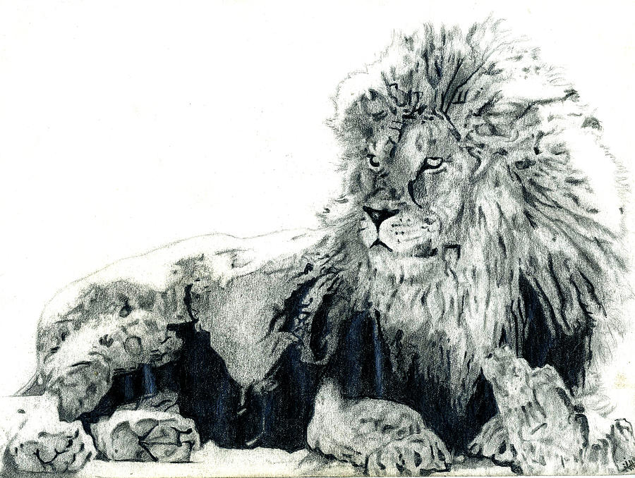 900x678 lion laying down drawing - Lion Lying Down Drawing