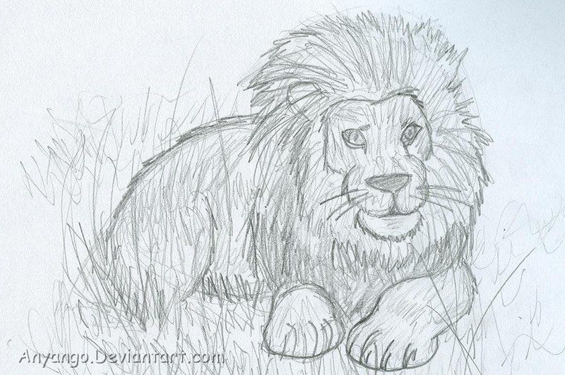 800x532 Lion Lying Down Drawing - Lion Lying Down Drawing
