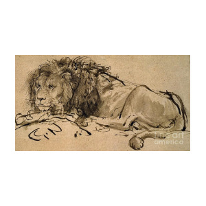 300x300 Lion Lying Down Painting - Lion Lying Down Drawing