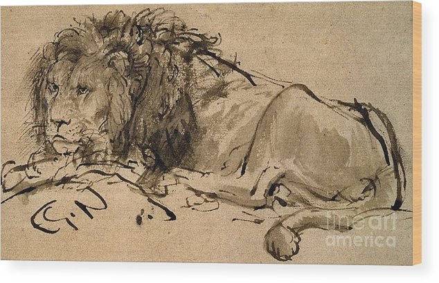 634x410 Lion Lying Down Wood Print - Lion Lying Down Drawing