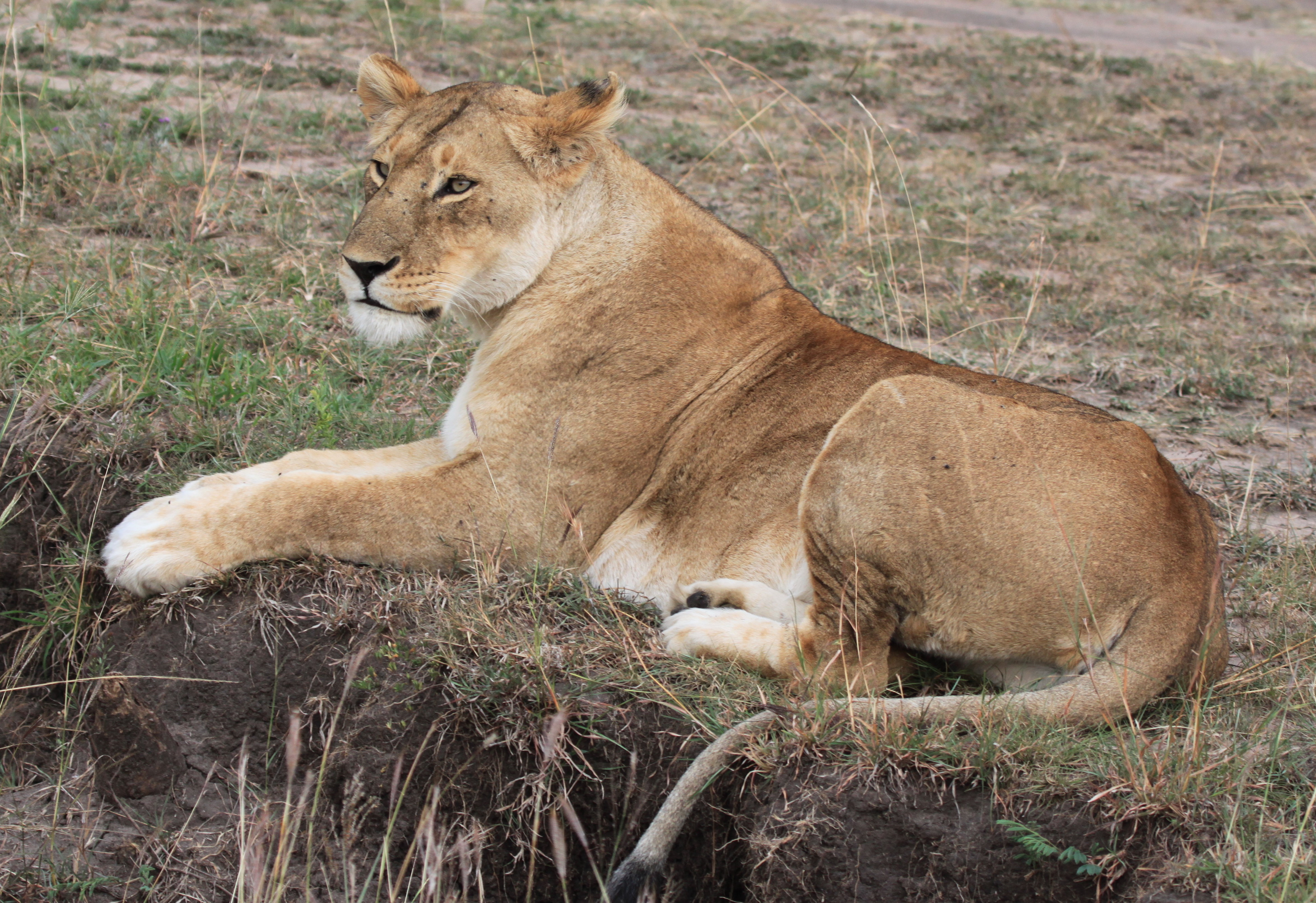 3891x2670 Mean Lions Lying Down Drawing - Lion Lying Down Drawing
