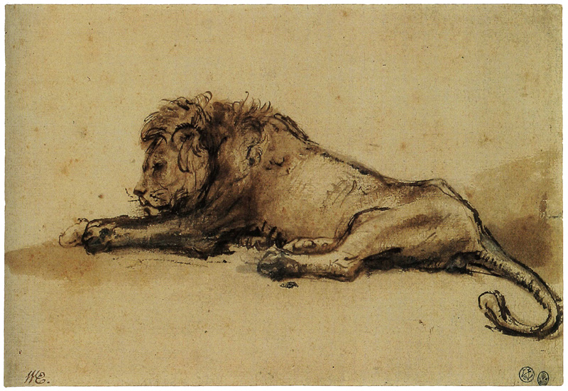 800x551 Rembrandt - Lion Lying Down Drawing