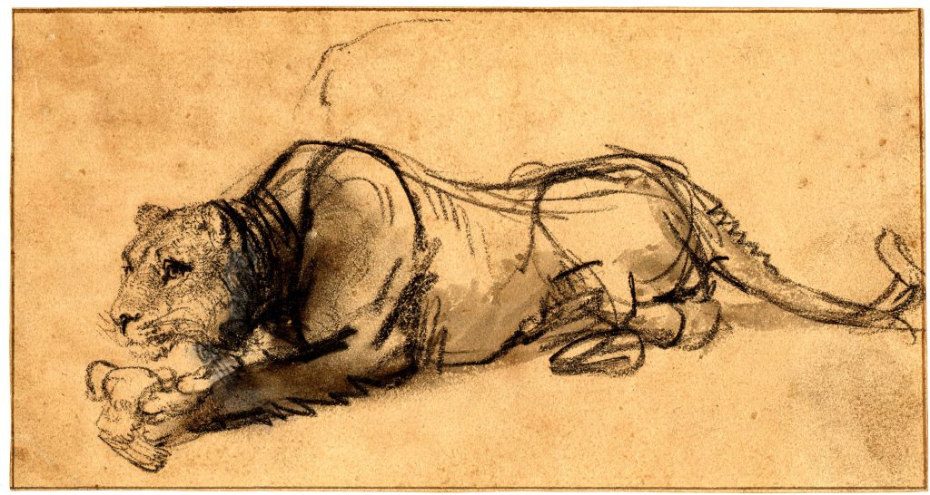 1024x546 Young Lion Resting - Lion Lying Down Drawing