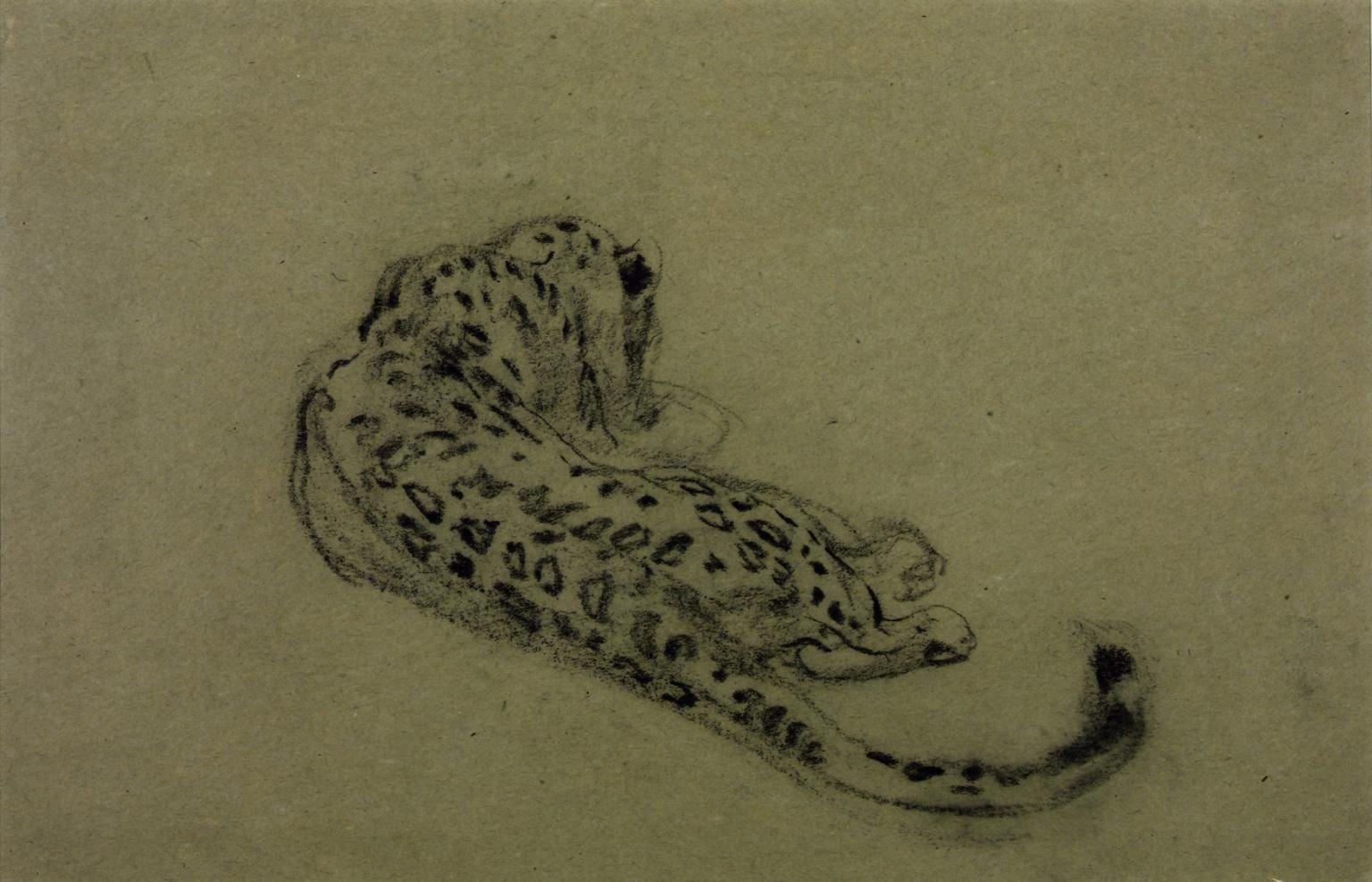 1536x987 Back View Of A Leopard Lying Down', John Macallan Swan Tate - Lion Lying Down Drawing